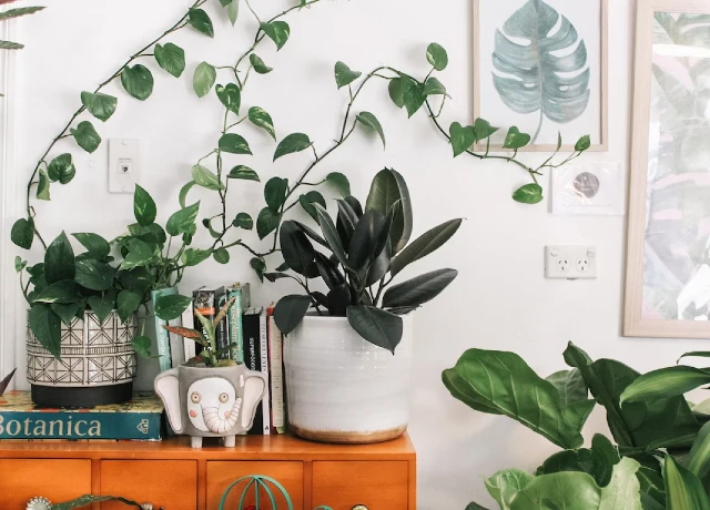 Planten die passen bij een botanische woonstijl